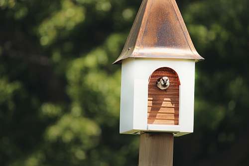 bird feeder white bird coming out from birdhouse near trees habitat